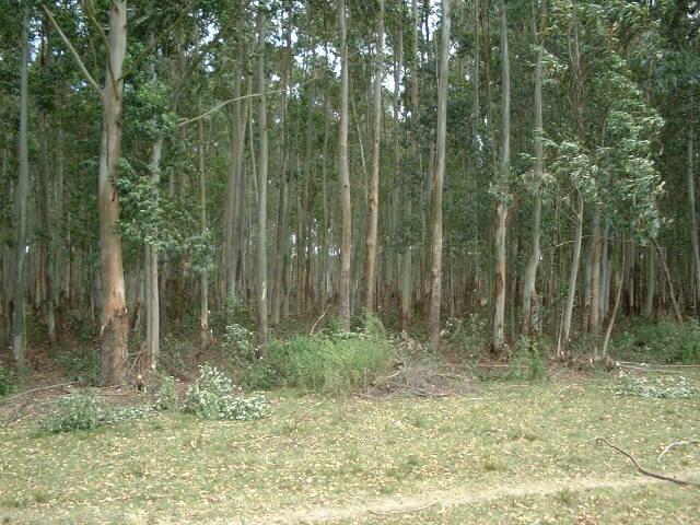 a forest of eucalyptus trees to be passed