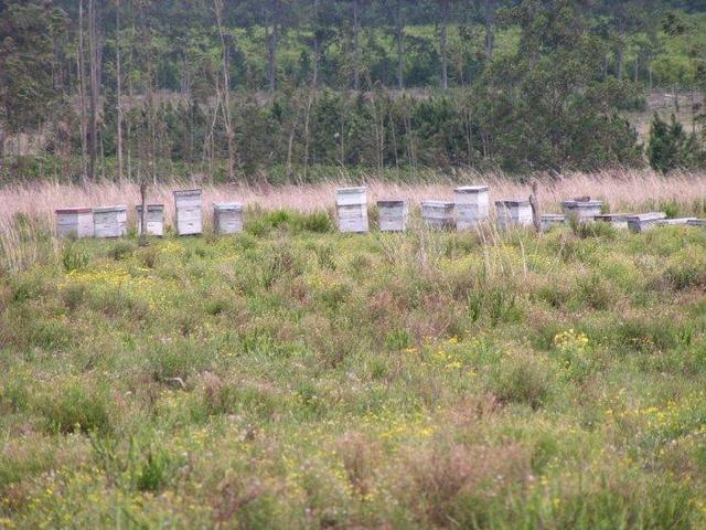 several boxes for bees