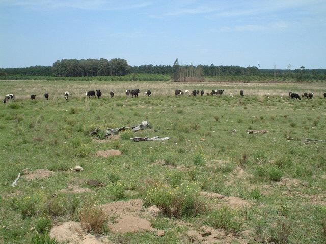 the view to the South with the cattle on the confluence