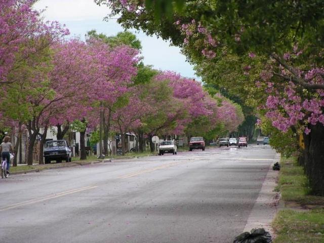 an avenue at La Coronda