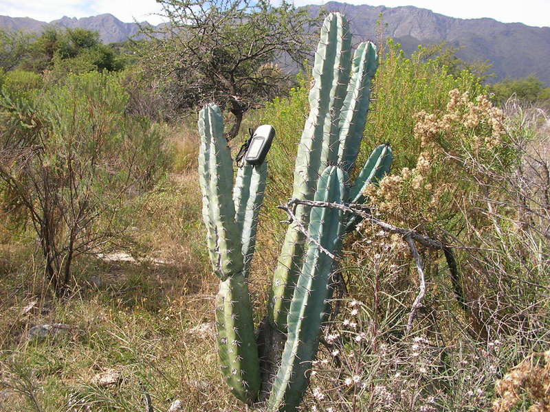 Cactus atrevido.