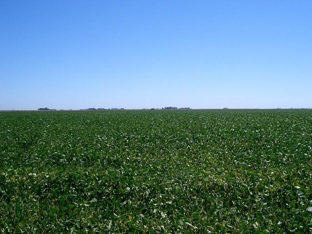 Surrounding: soya field