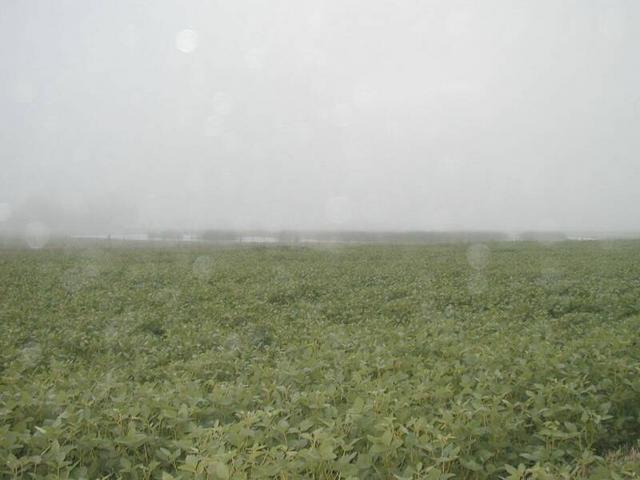 Llueve sobre el sembrado de Soja Rain over the soy field