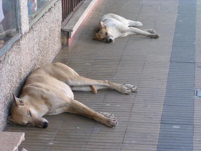 having siesta on a hot Saturday afternoon at Rufino, Santa Fé