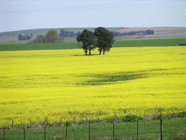 a rapefield on Route Nr. 30