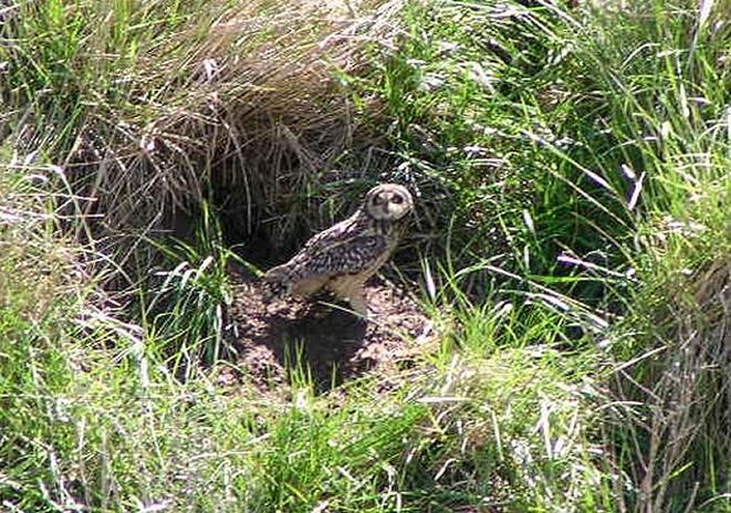 an owl sitting beside Route Nr. 30