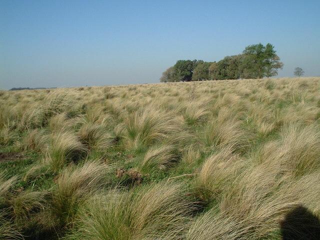Pampa grass