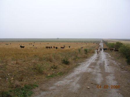 Wet cows on the path
