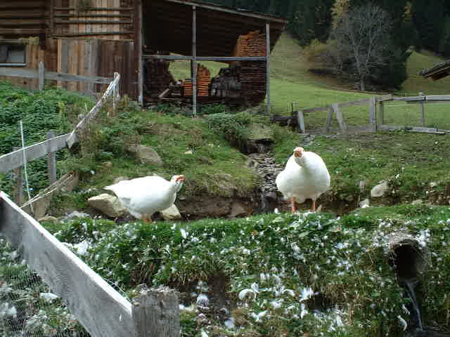 Fortunately, the geese were in their pen