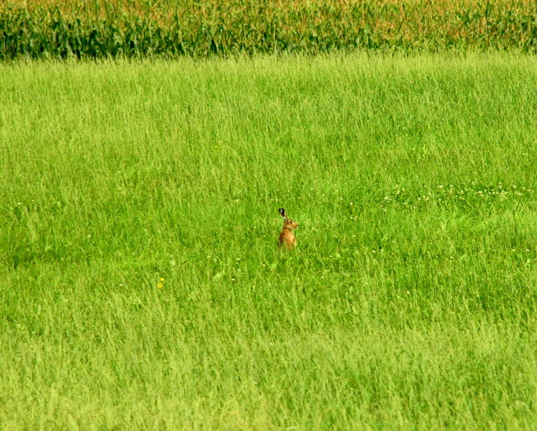 A hare got ahead me / Заяц меня опередил