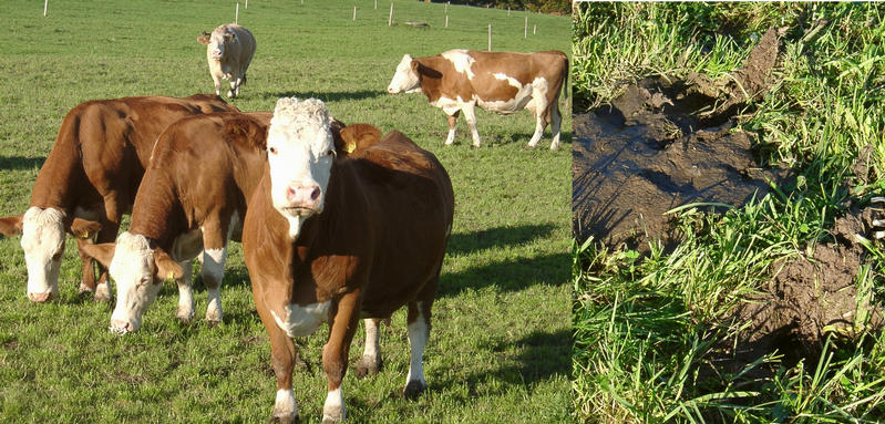 Grazing cows with destroyed soil
