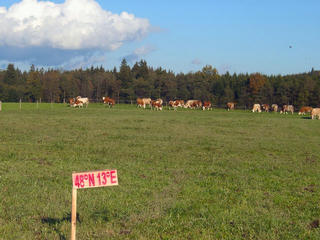 #1: The spot from the west with a grazing cows