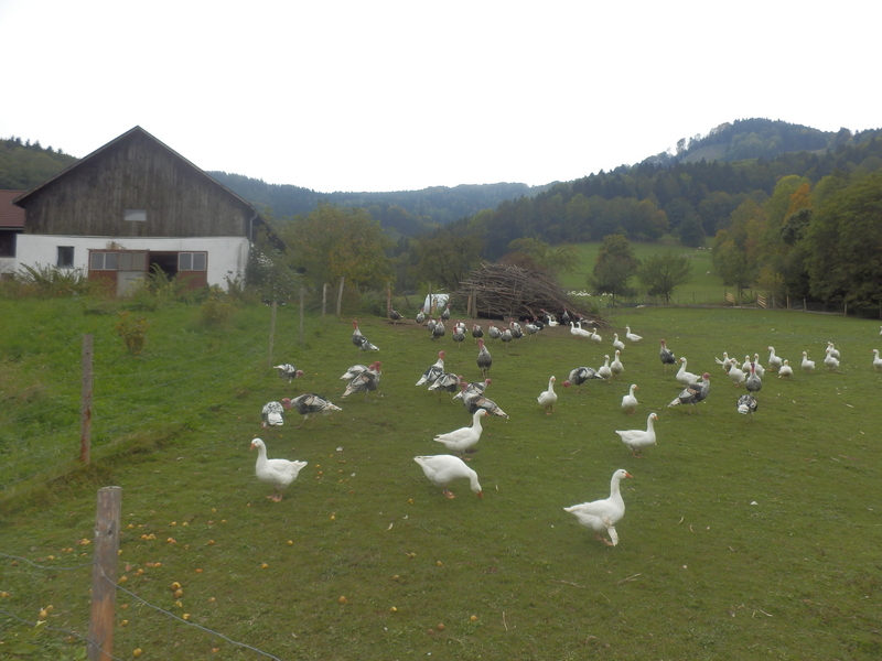 The Farm with Lots of Geese