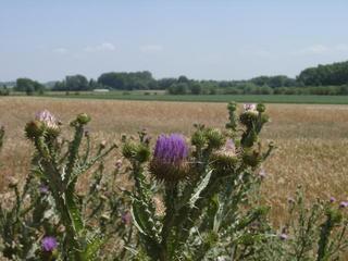 #1: Above a thistle looking at the confluence area (EAST)
