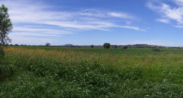 Panorama of the field I had to cross