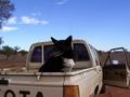#5: Owner's dog in the back of his ute