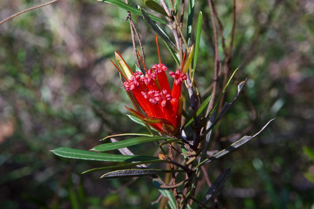 This small flower (a "mountain devil", "Lambertia formosa") was blooming at the exact point where I got ‘all zeros’