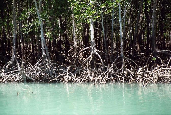 Location C, Mangroves on Melville Island