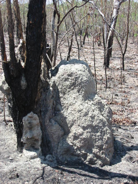 Termite hill toward north