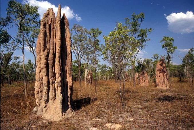 Very large termite mounds are common here