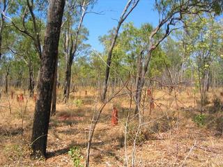 #1: General view (note - the baby termite mound in centre of pic is just in front of the confluence)
