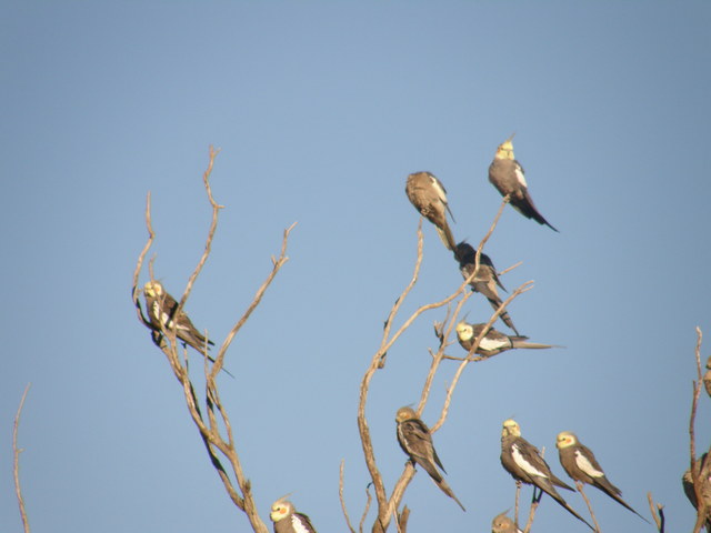 Cockatiels near the confluence