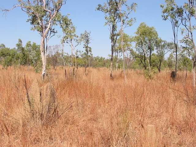General area - confluence is about a metre to the right of the termite mound in the foreground