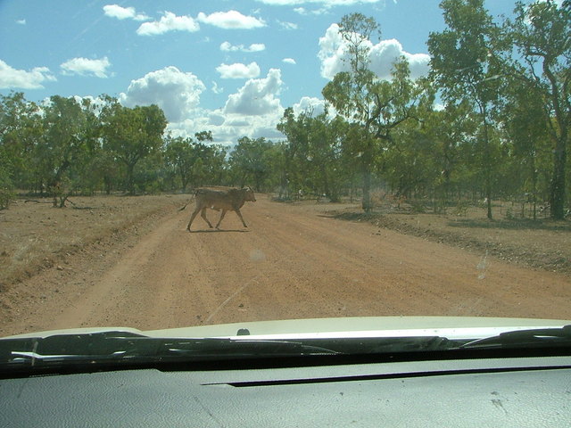 Brahman playing 'chicken' on the Mt Surprise road