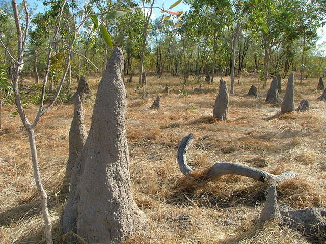 Termite mounds on the road in