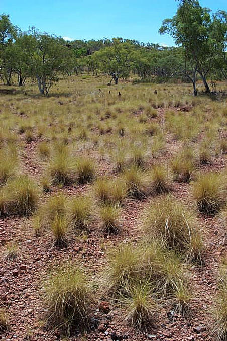 Spinifex.