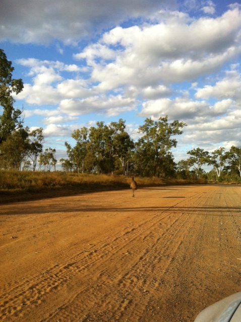 many emu, kangaroo, bush pig on dusty unused roads