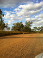 #3: many emu, kangaroo, bush pig on dusty unused roads