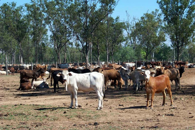 Some of the cattle in the yards