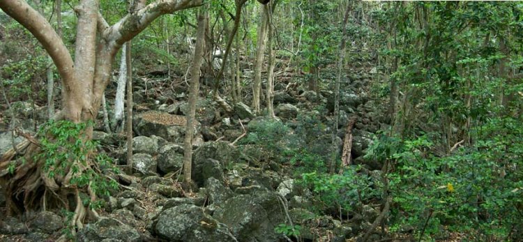 Rainforest on the rocky slope east of the point