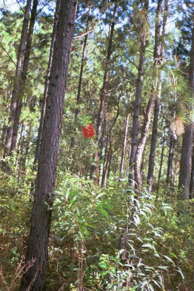 Another view from the confluence point, showing a native bottlebrush flower