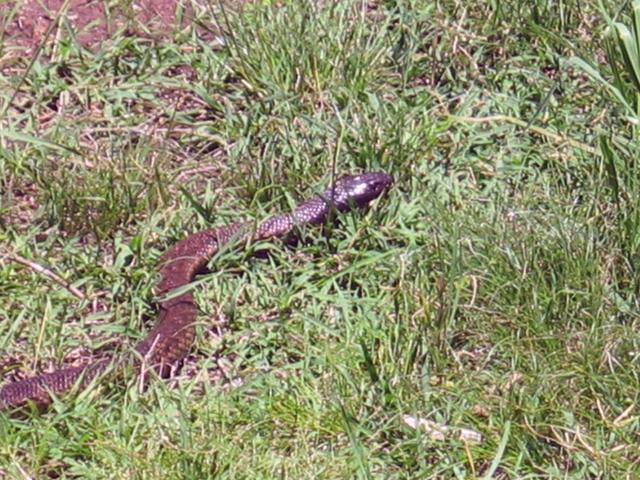 The brown snake soaking up the summer sun.  We let it continue.