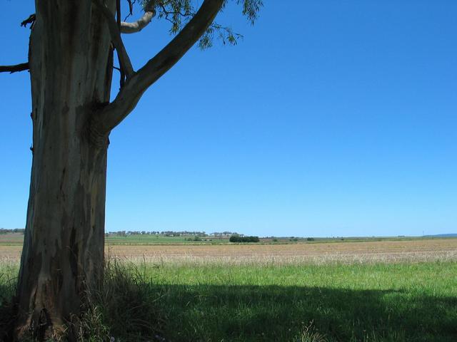 Under the shade of a gum, just north of the confluence.
