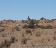#7: A pair of curious kangaroos watched me as I hiked towards the point