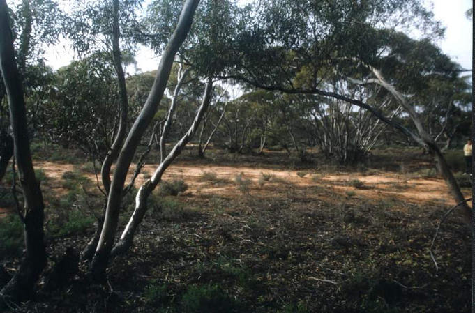 View to the east showing open scrub.
