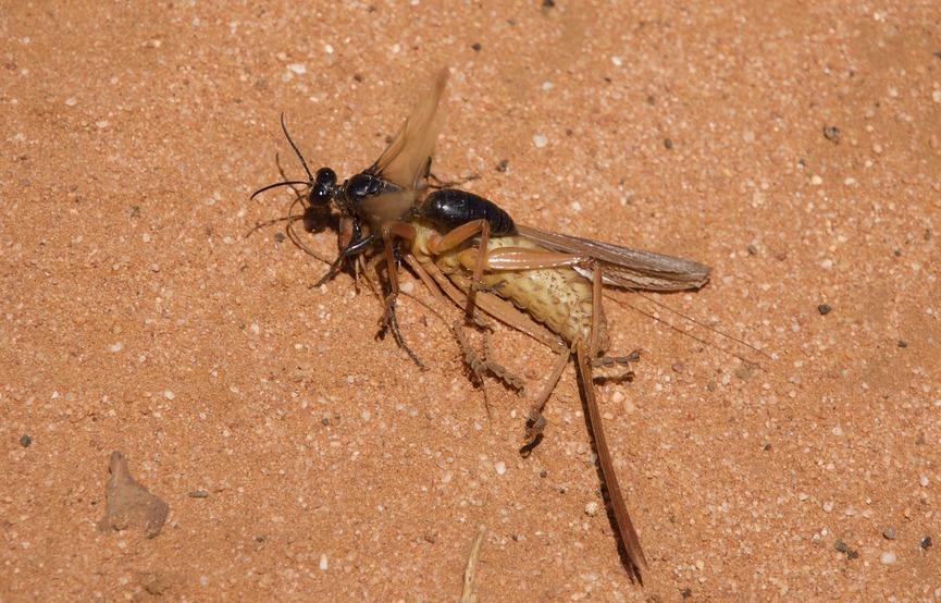 Life near a Degree Confluence Point: An insect (ichneumon wasp) drags away the paralyzed body of another insect (grasshopper)
