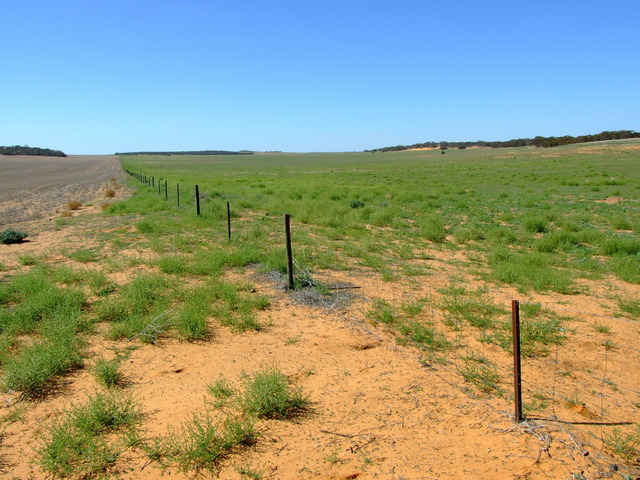 The Fenceline showing the difference between the 2 Paddocks