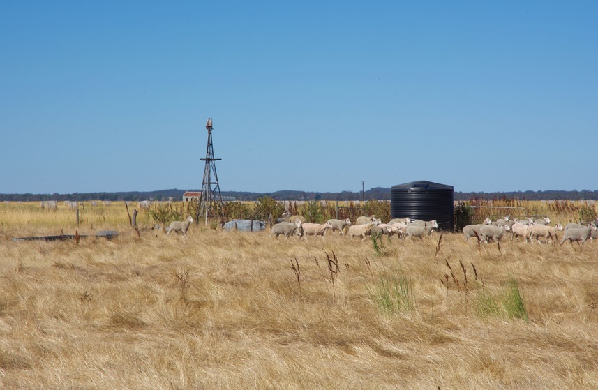Sheep gathered near an old well (with a water tank), 150 m northeast of the point