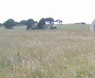 #1: The confluence was situated in a grass paddock.