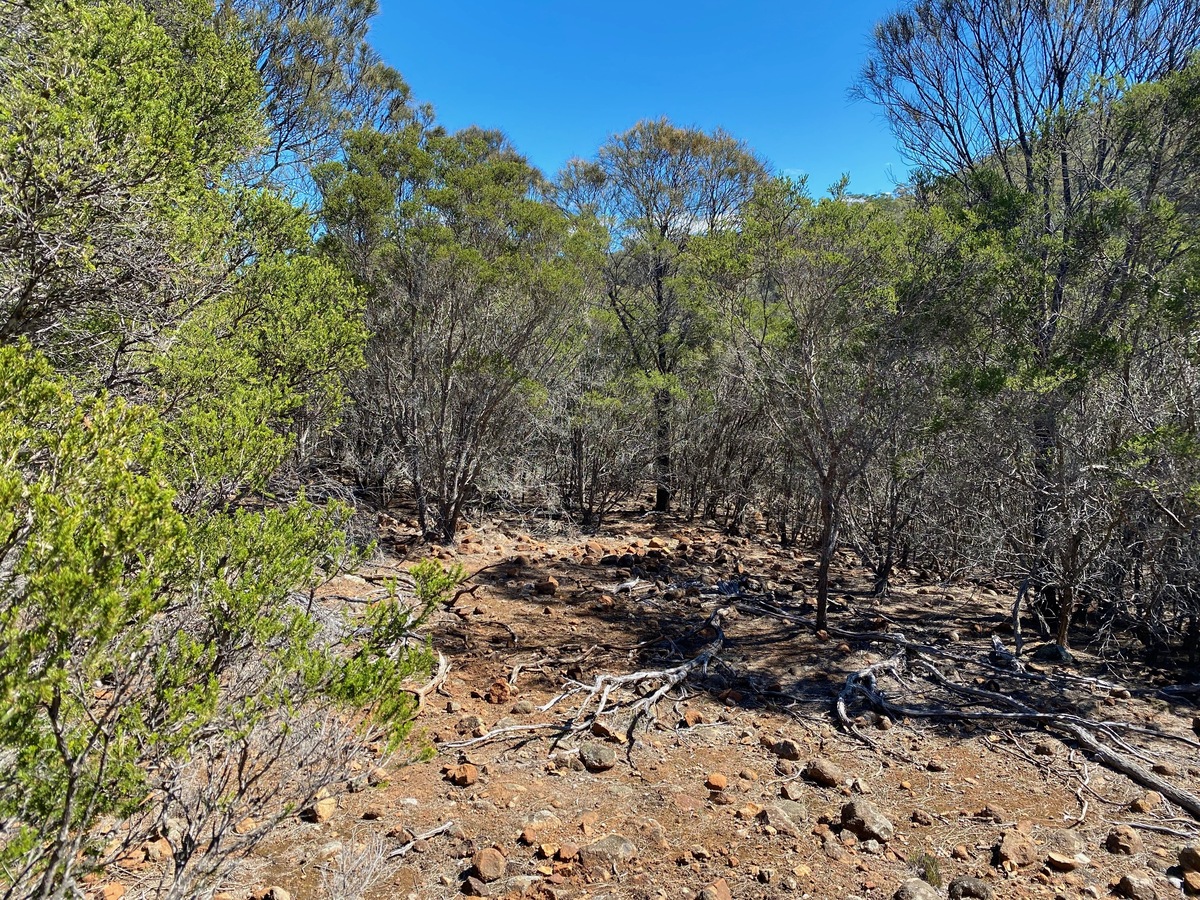 The confluence point lies in eucalyptus woodland, next to a clearing, 100m from the Brushy River.  (This is also a view to the West.)