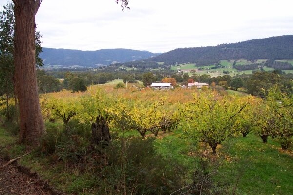 Apple orchards of the Huon Valley from a point about 400 metres before the confluence
