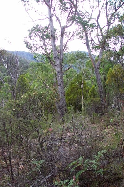 View to the north, Eucalypt trees