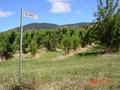 #2: Apple orchard at the corner of highway C619 and Browns Road