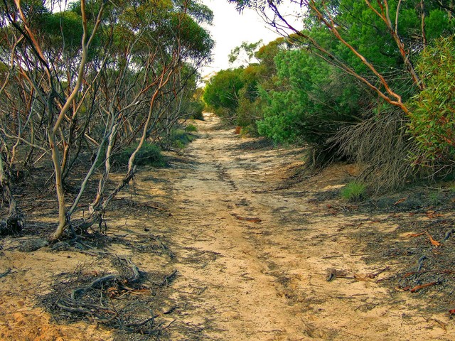 A Section of the Overgrown Track