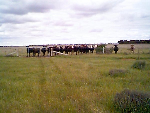 Some bovine spectators