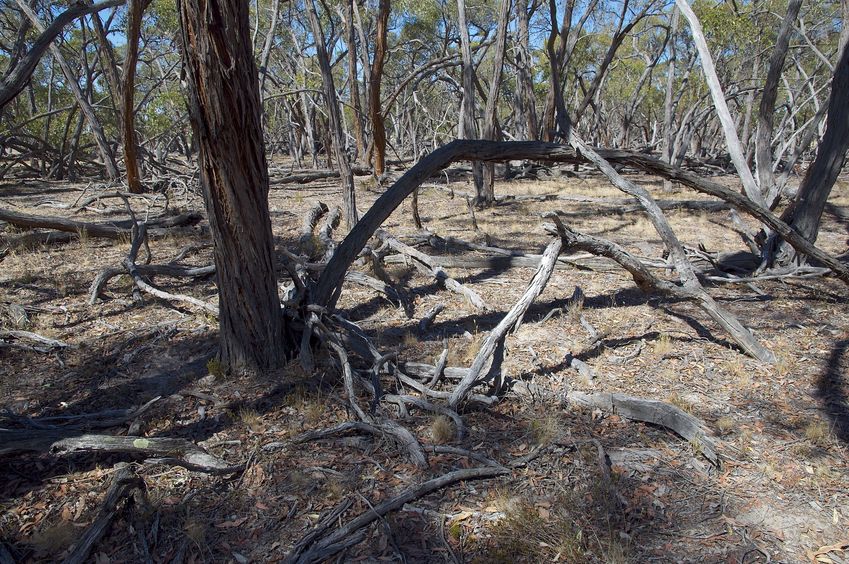 The confluence point lies in a grove of gnarled gum trees, many of which are dead